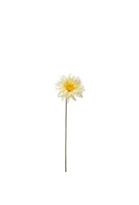 Gerbera white/yellow