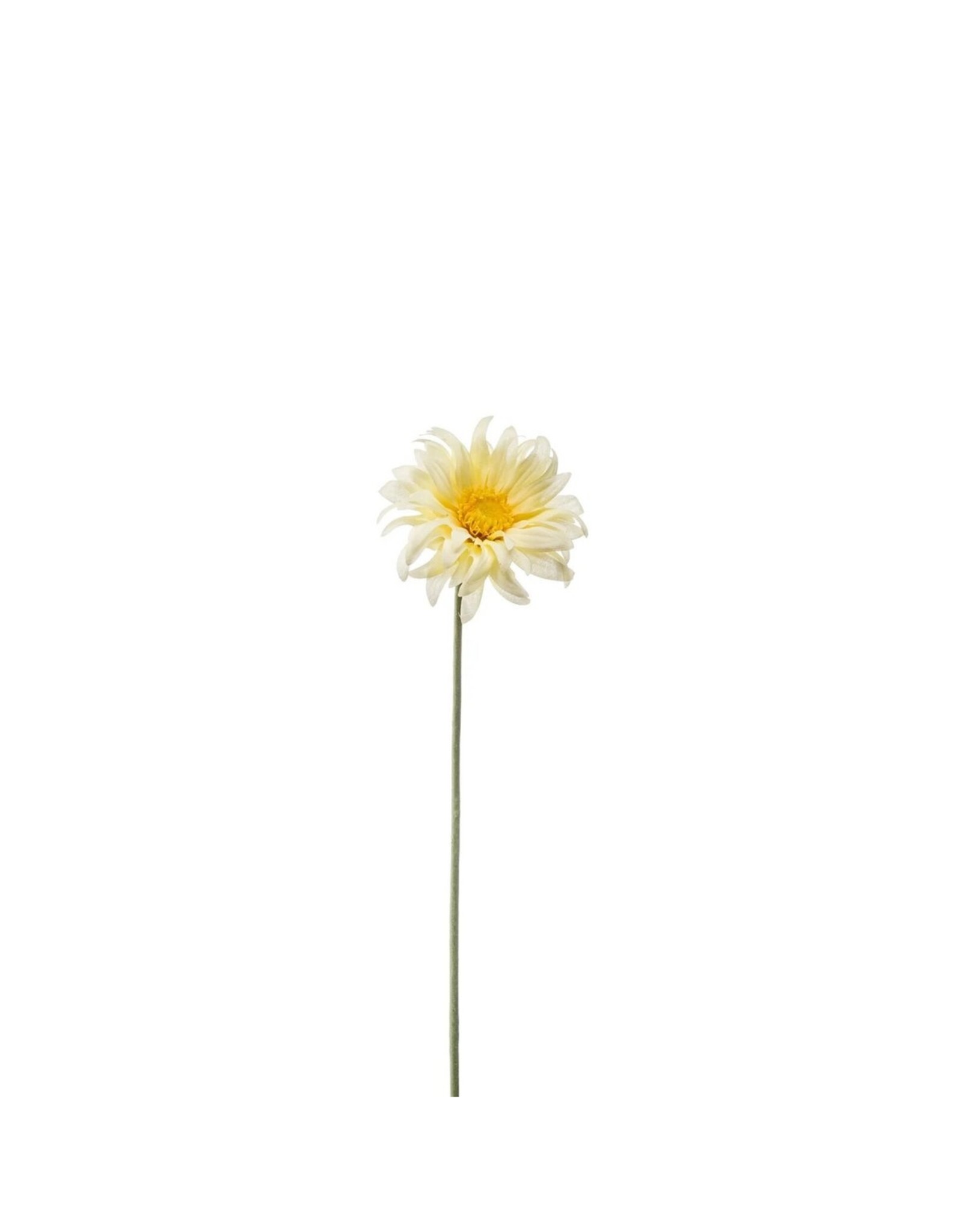 Gerbera white/yellow