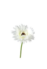Gerbera white
