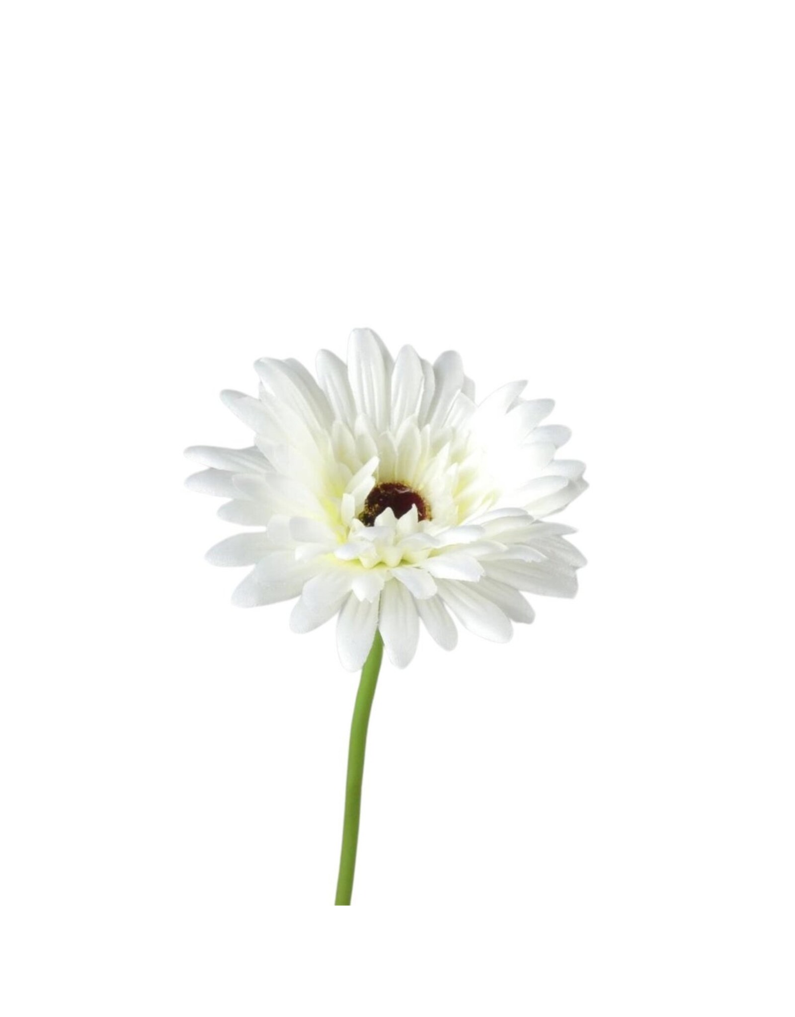 Gerbera white
