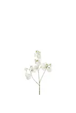 Lathyrus cream