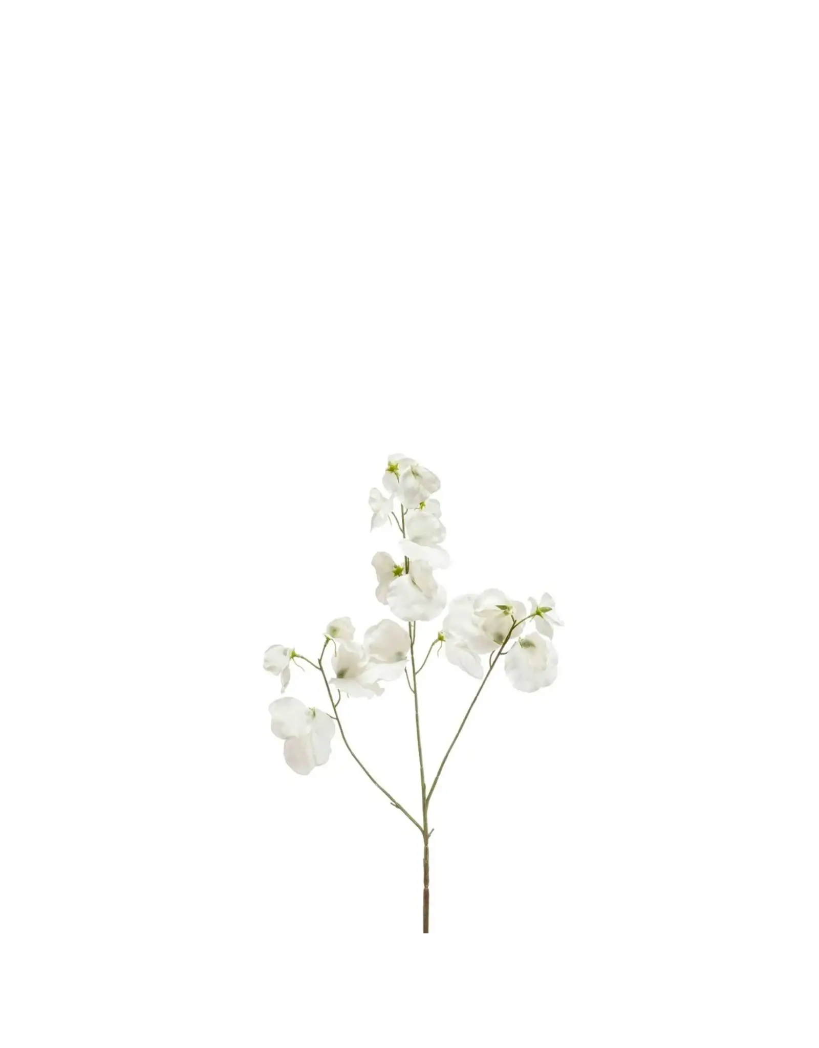 Lathyrus cream