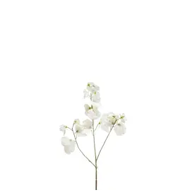 Lathyrus cream