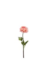 Ranunculus pink