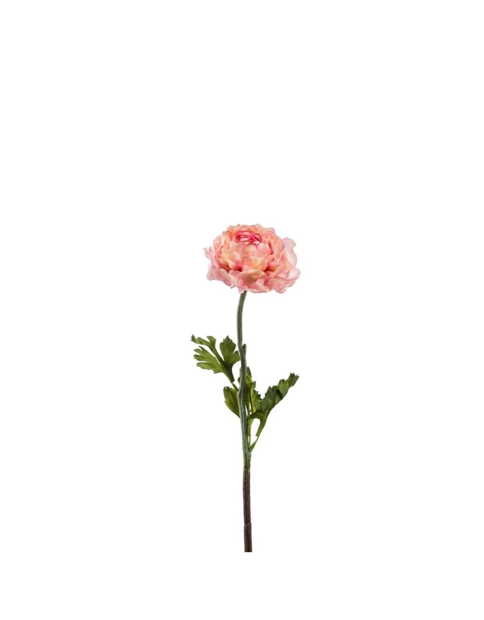 Ranunculus pink