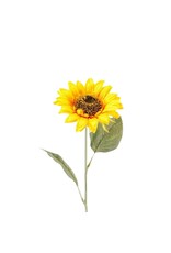 Zonnebloem
