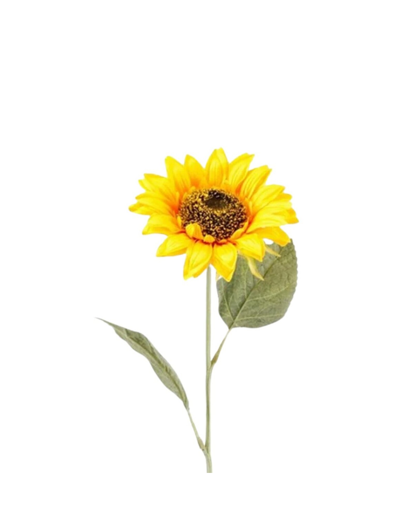 Zonnebloem