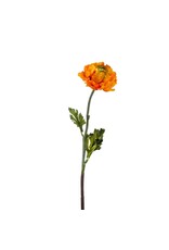 Ranunculus orange