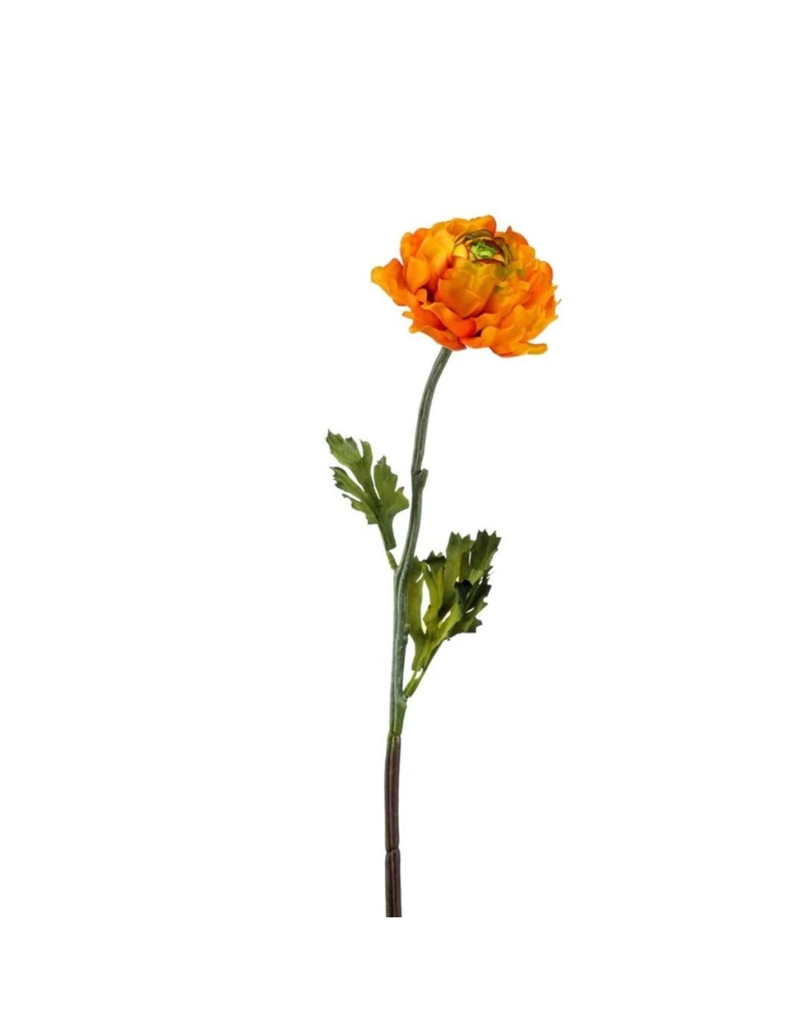 Ranunculus orange