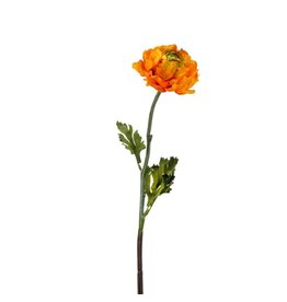 Ranunculus orange
