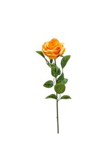 Roos yellow