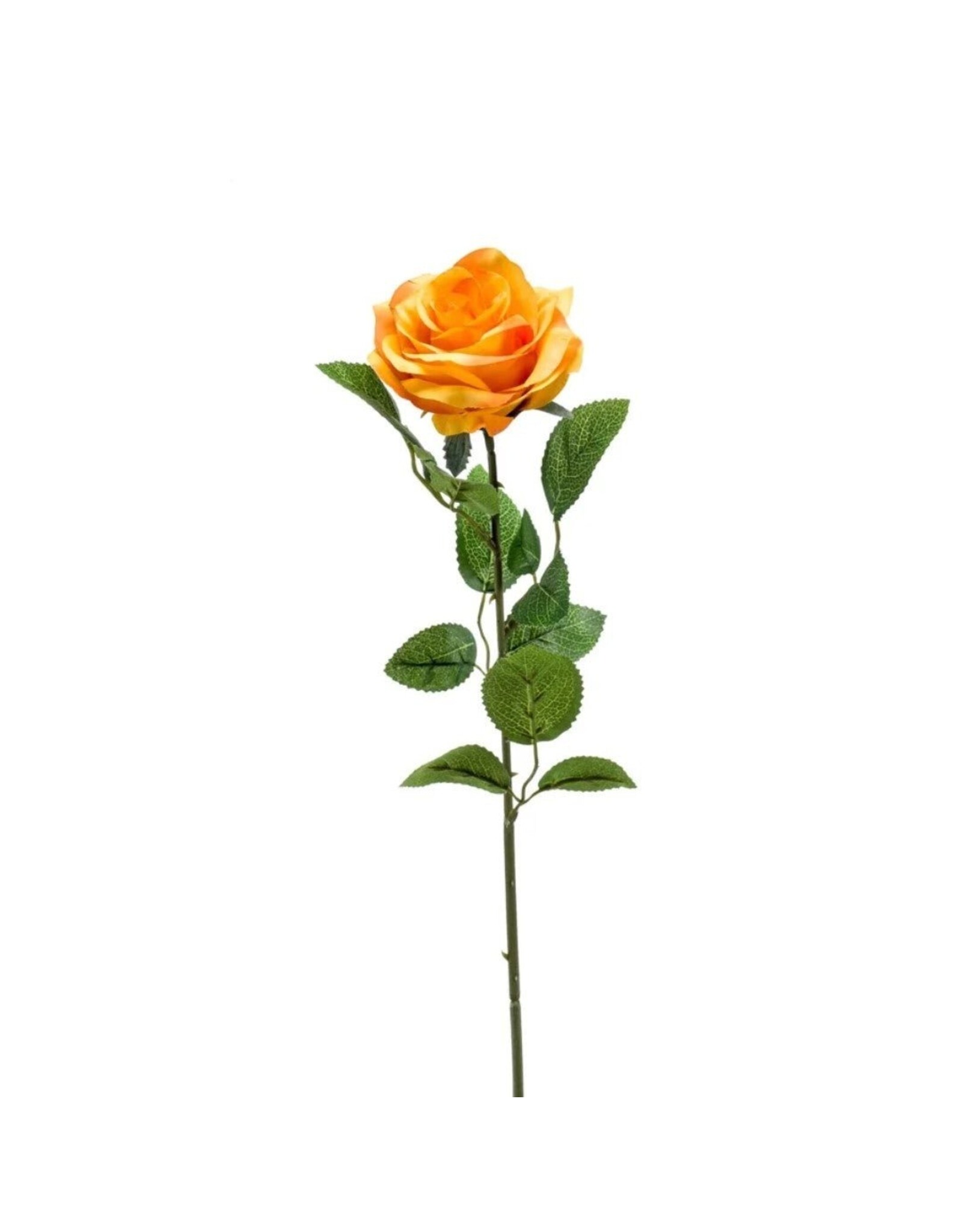 Roos yellow