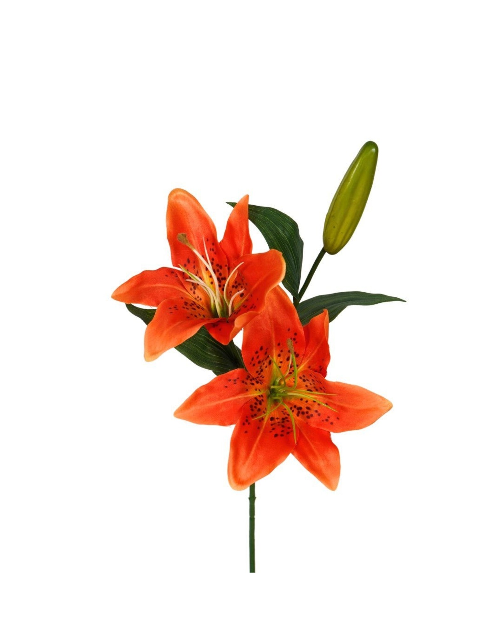 Lily orange