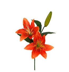Lily orange