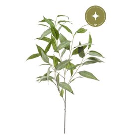 Eucalyptus grey/green