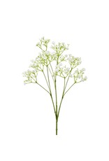 Gypsophila wit