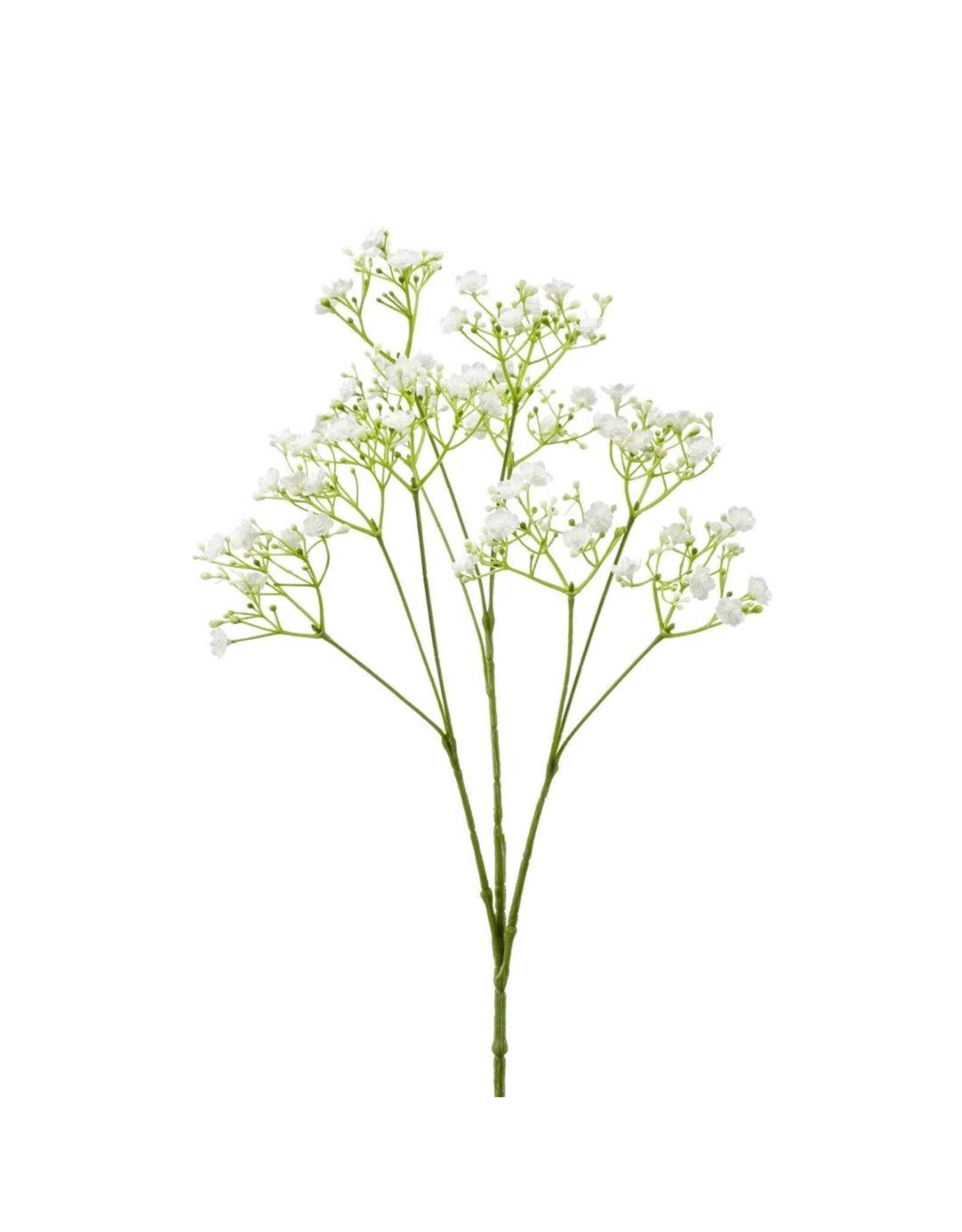Gypsophila wit