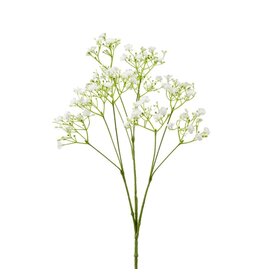 Gypsophila wit
