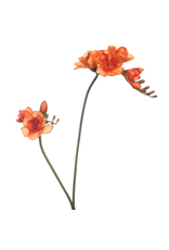 Freesia orange