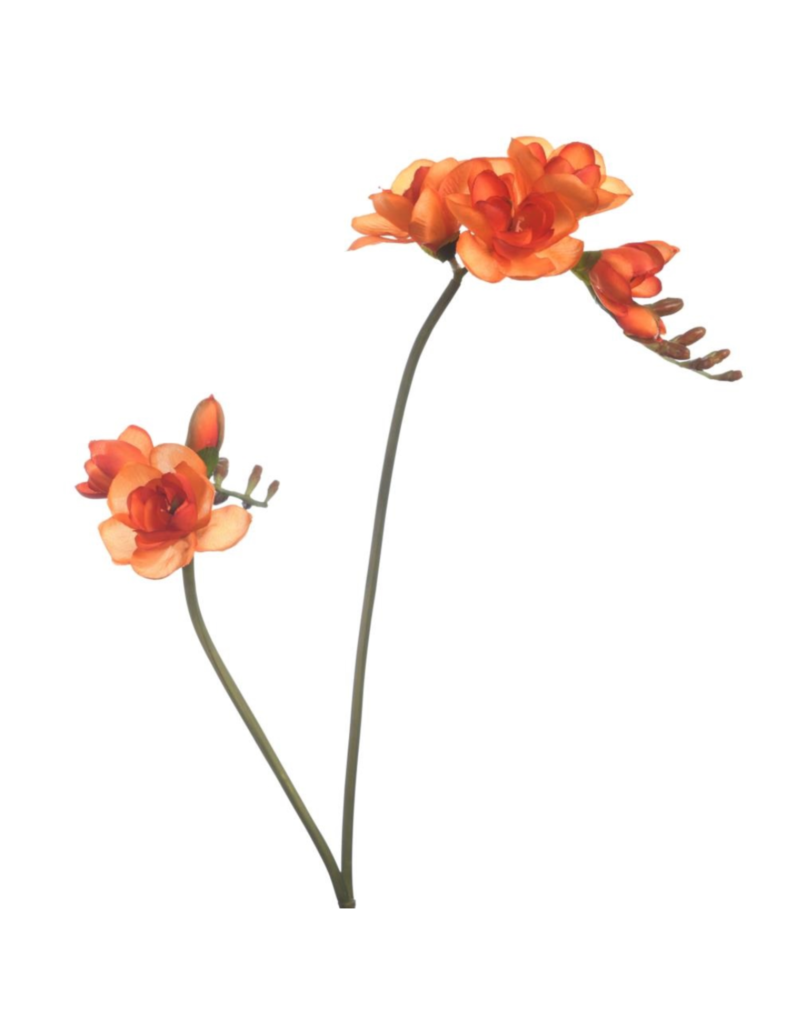 Freesia orange