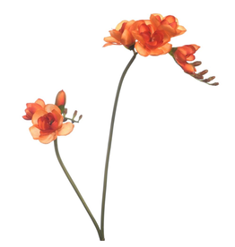 Freesia orange
