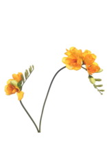 Freesia yellow