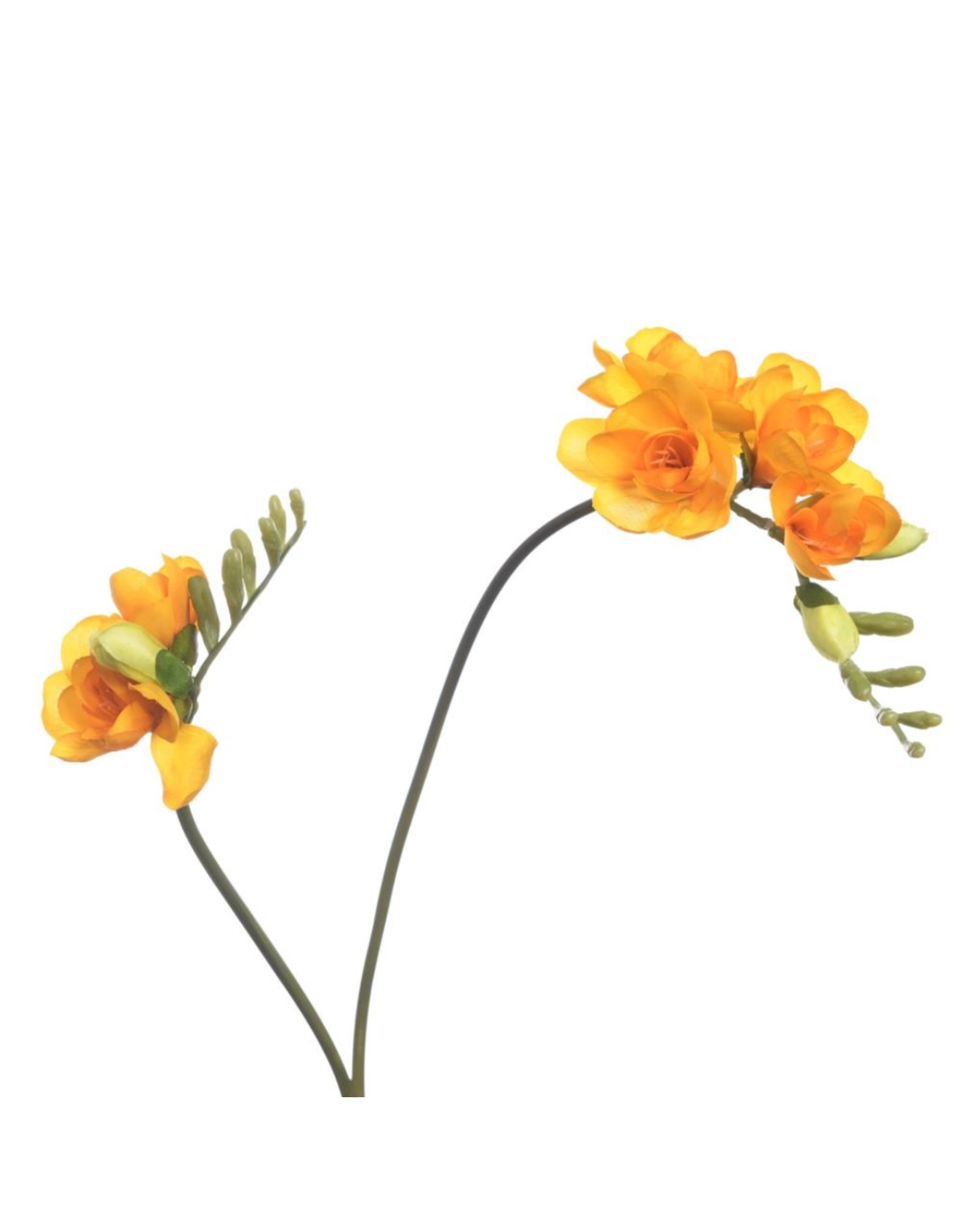 Freesia yellow