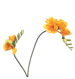 Freesia yellow