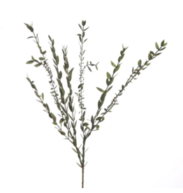 Eucalyptus parvifolia