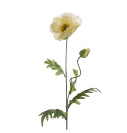 Poppy cream