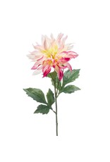 Dahlia Yellow/pink