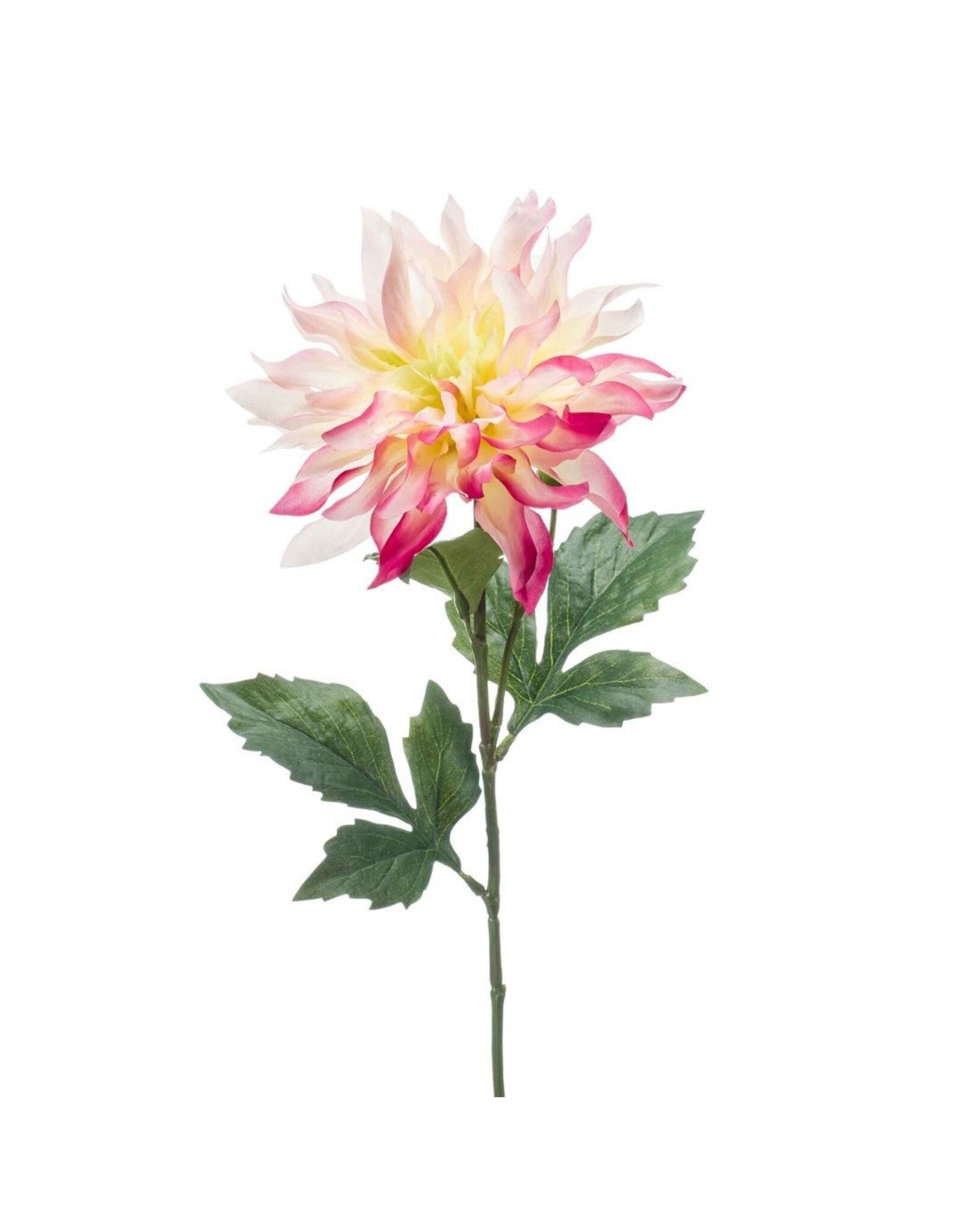 Dahlia Yellow/pink