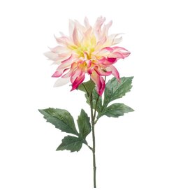 Dahlia Yellow/pink