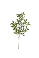 Ficus