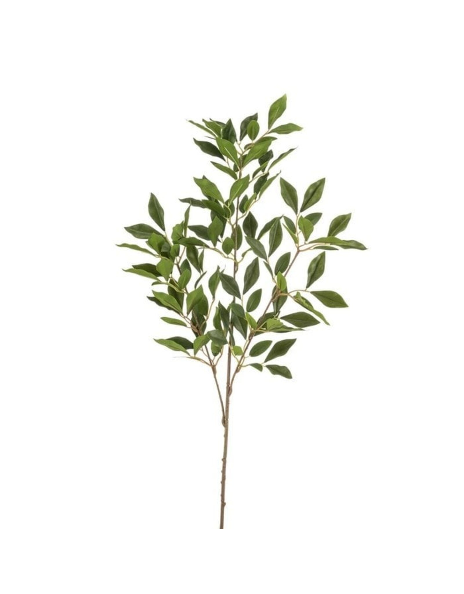 Ficus