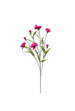 Dianthus Purple