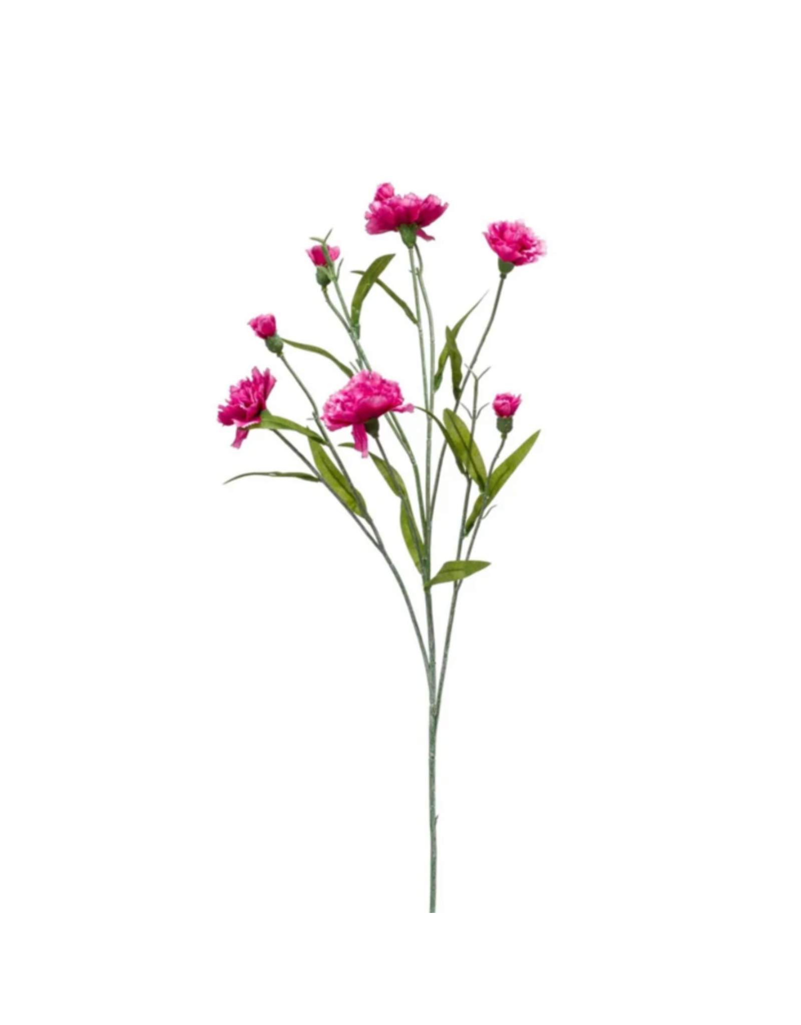 Dianthus Purple