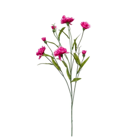 Dianthus Purple