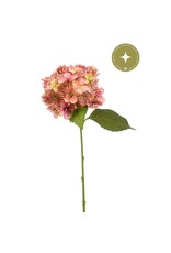 Hydrangea pink+