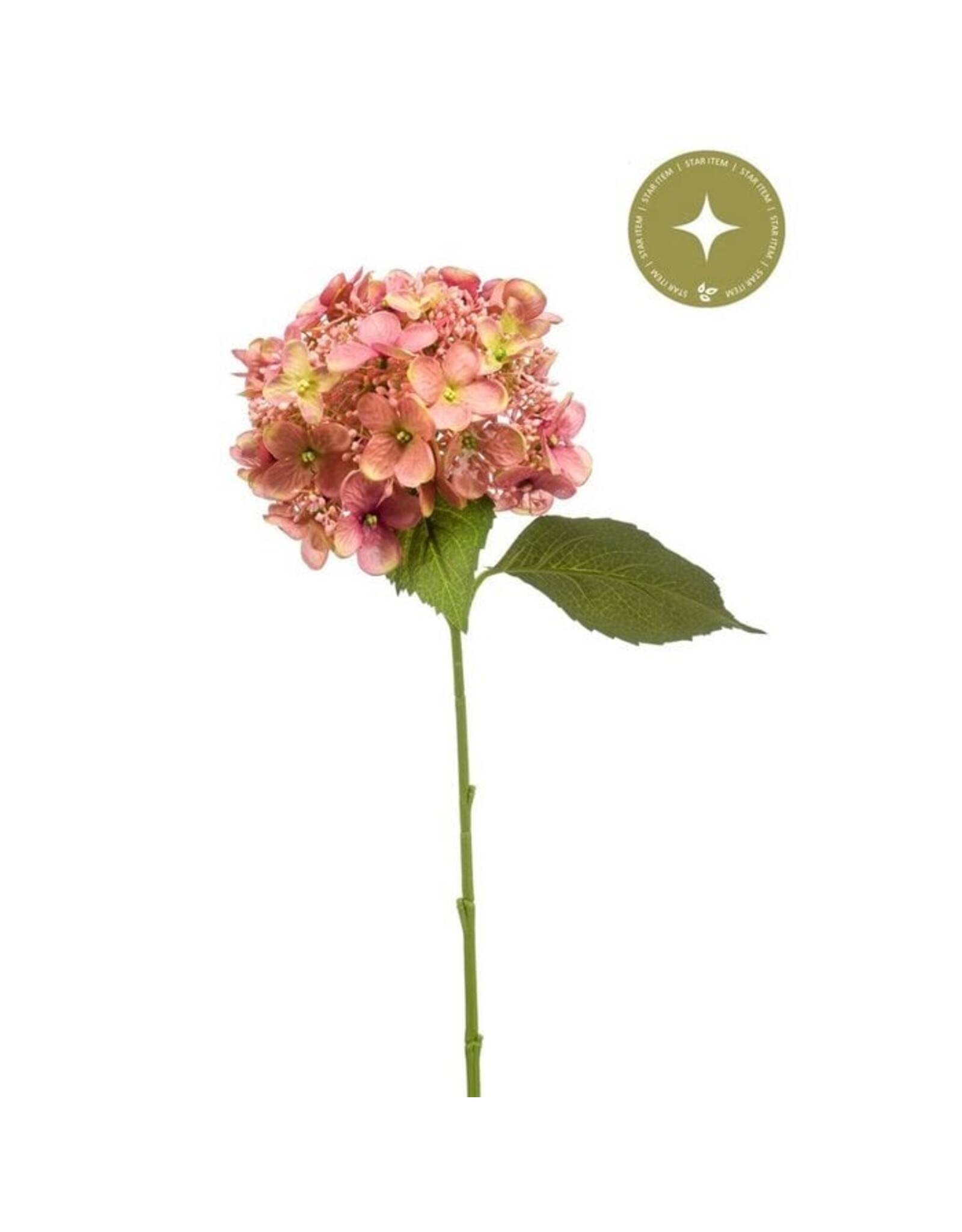 Hydrangea pink+