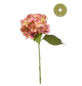 Hydrangea pink+