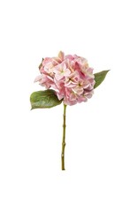 Hydrangea pink
