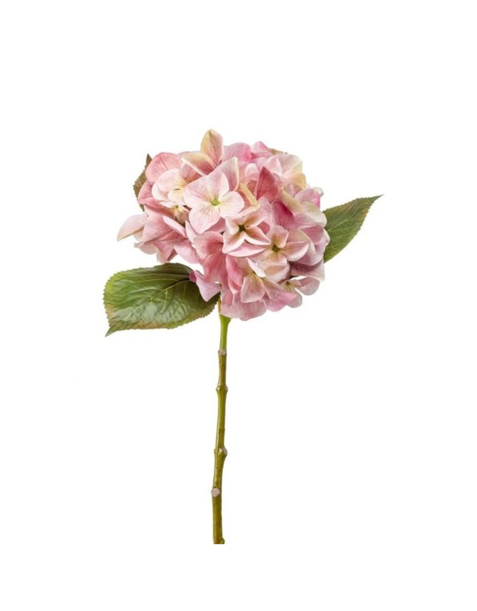 Hydrangea pink