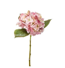 Hydrangea pink