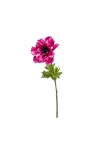 Anemone purple