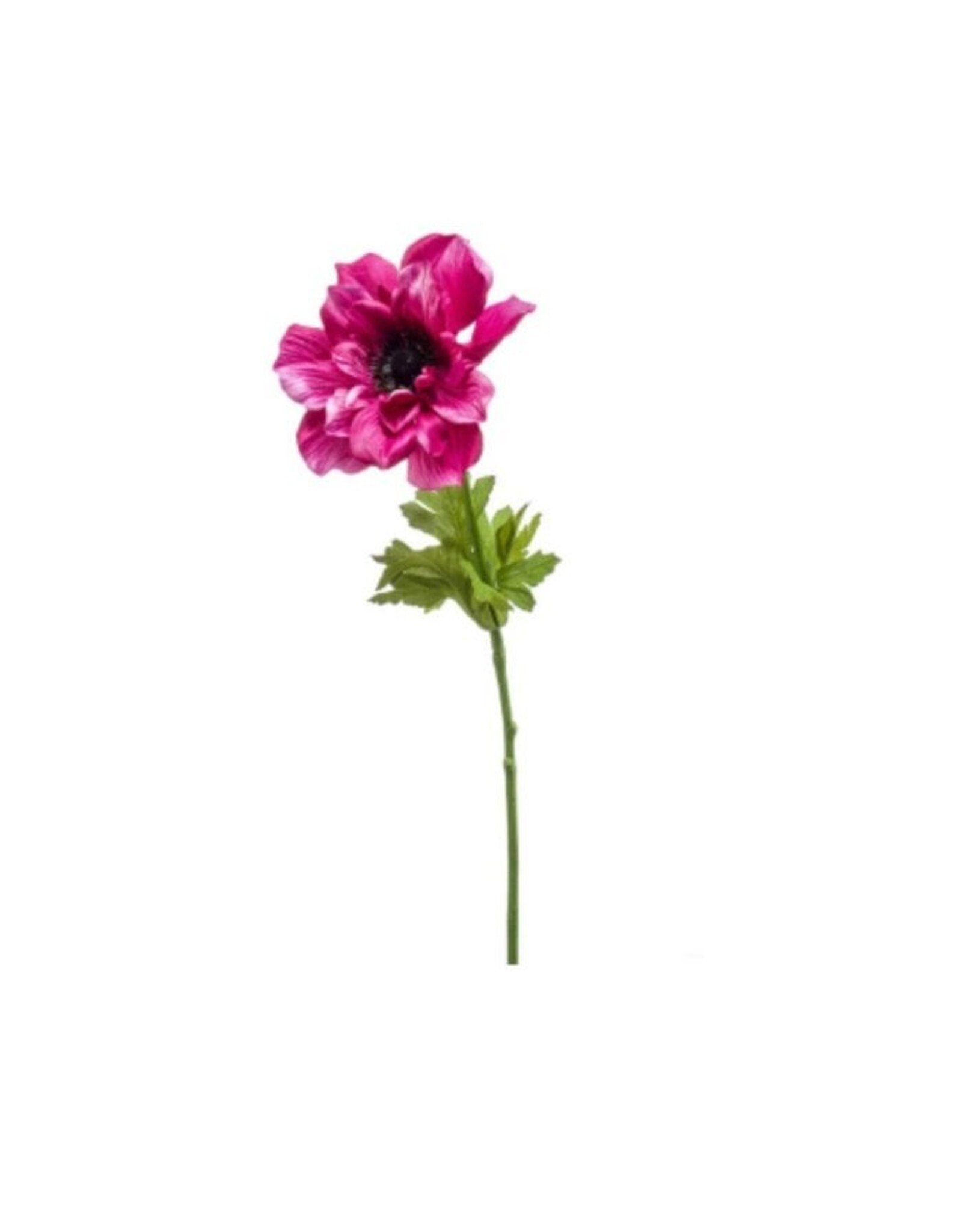 Anemone purple