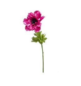 Anemone purple