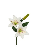 Lily white