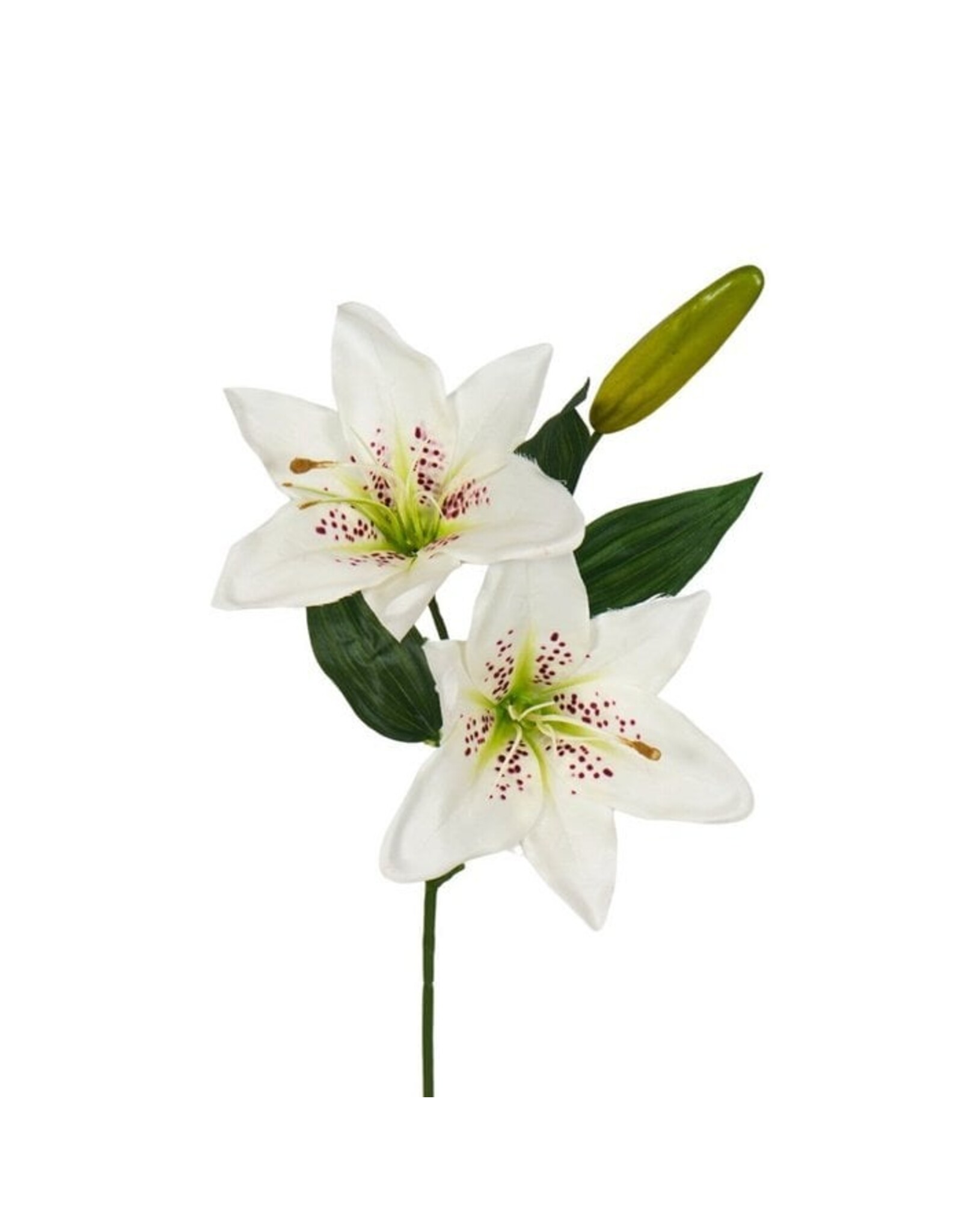 Lily white