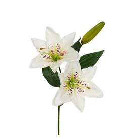 Lily white
